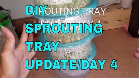 Under $2 DIY- Sprouting Tray Update DAY 4 | Did It Work? - Herbal Plant Power