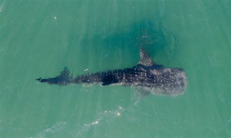 Whale sharks, conservation, and tourism in La Paz, Mexico