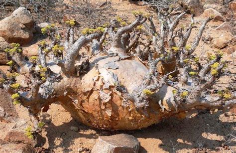 Cyphostemma uter var. macropus, in Habitat in Angola | Cyphostema | Pinterest | Habitats