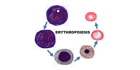 ERYTHROPOIESIS - Pathology Made Simple