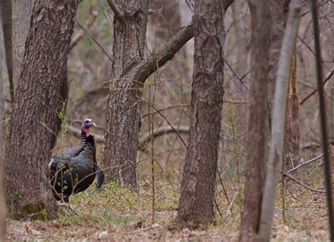 Habitat - Mississippi Turkey Hunting