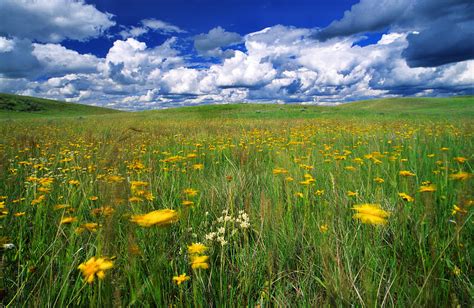 Field Of Flowers, Grasslands National Photograph by Robert Postma