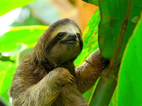 Sloths in the Wild in Costa Rica - Villa San Ignacio | Hotel near San ...