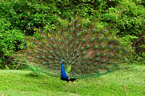 National Bird of India ( Indian Peacock)