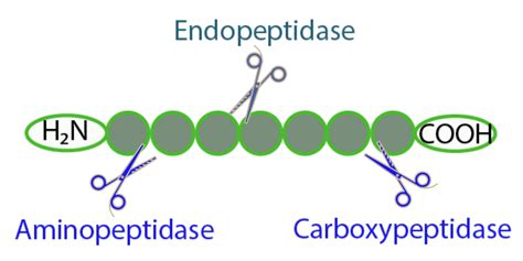 Introduction into Proteinase K | GoldBio