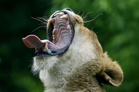 Yawning animals (23 pics)