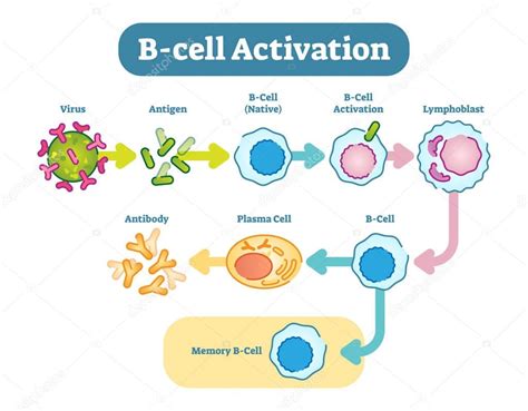 B-Cell diagrama de activación, esquema vectorial ilustración. 2022