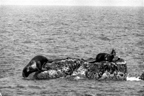 A photo taken in 1934 at Liancourt Rocks, Japan of some of the last Japanese Sea Lions (Zalophus ...