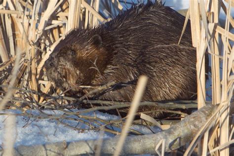 Mountain View County urged to protect beaver habitat - The Albertan News