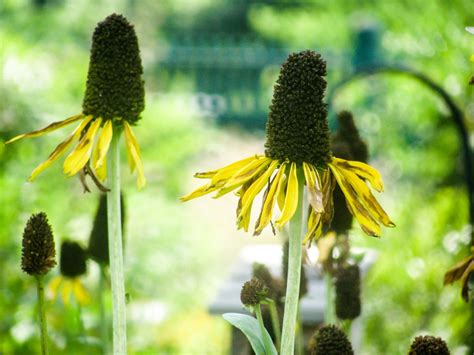 Free Images : nature, meadow, dandelion, prairie, flower, pollen, green, insect, botany, yellow ...