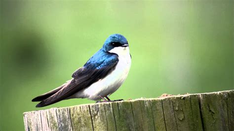 Free photo: Morning bird - Bird, Wire, Yellow - Free Download - Jooinn