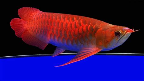 Arowana Fish: Care, Diet, size, & More