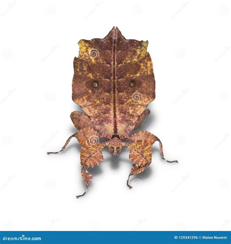 Brown Form Female Leaf Insect Phyllium Ericoriai Stock Photo - Image of walking, wildlife: 129341296