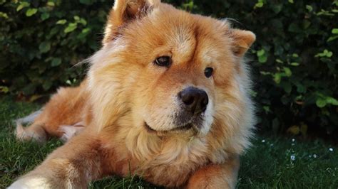 The Top 300 Chow Chow Names