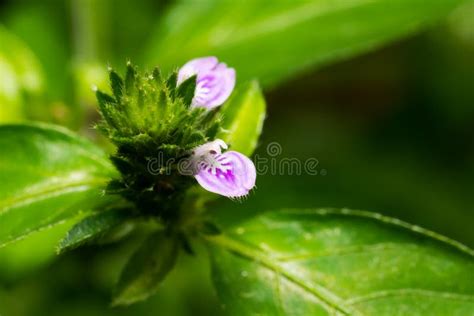 Justicia Procumbens (Rat Tall Willow) Flower Stock Photo - Image of ...