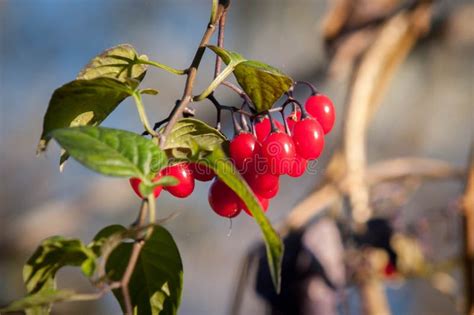 Deadly Nightshade Berries stock photo. Image of shade - 80457036