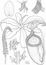 Botany Coloring Book Pages sketch template