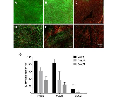 Persistence of viable cells in VLAM over time. Fresh AM (left, A and... | Download Scientific ...