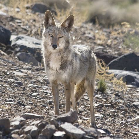 Coyote - The Desert