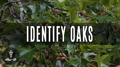 How To Identify A Live Oak Tree - PELAJARAN