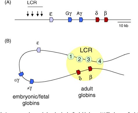 Figure 2 from Epigenetics of beta-globin gene regulation. | Semantic ...