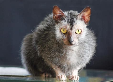 Lykoi (Wolf Cat) Cat Breed Health and Care | PetMD