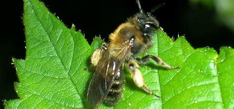 Solitary Bee Guide