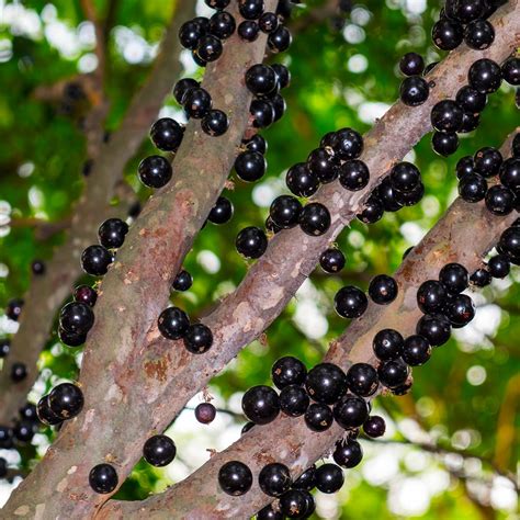 Jabuticaba Trees for Sale – BrighterBlooms.com