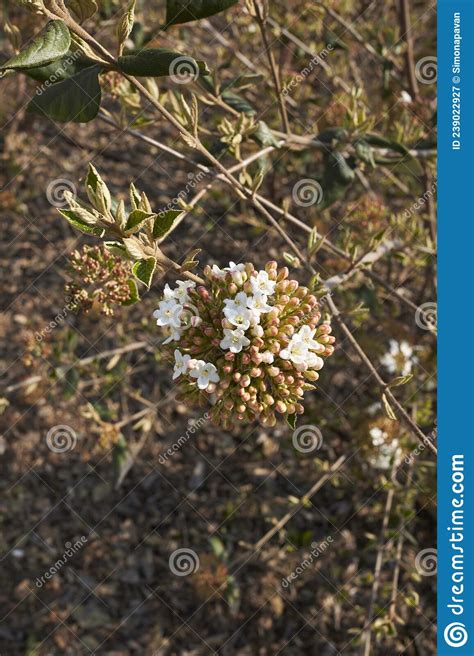 Viburnum Carlesii Shrub in Bloom Stock Image - Image of blossom, season ...