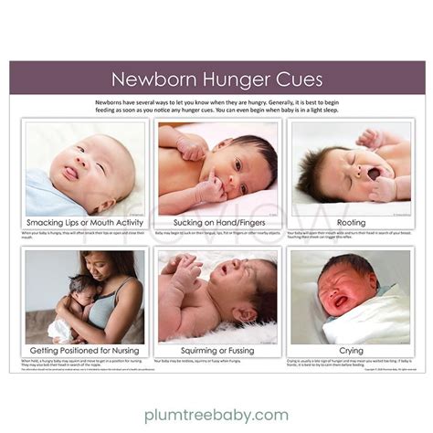 Newborn Hunger Cues Poster - Large / English | Breastfeeding poster, Breastfeeding basics ...