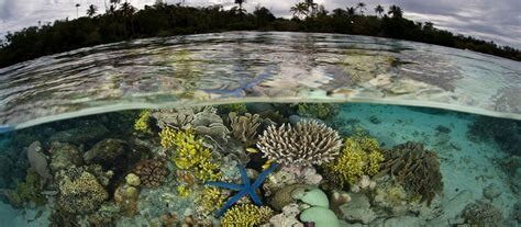 Solomon Islands snorkeling tour - Coral Triangle Adventures