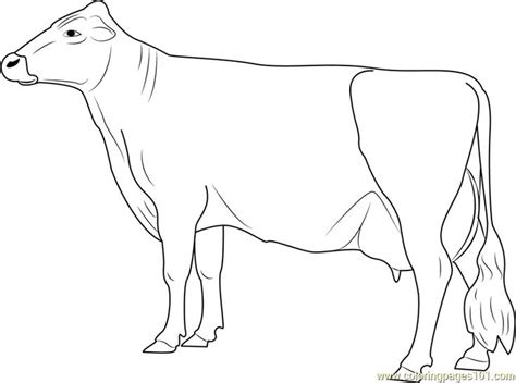 Vechur Cow Coloring Page for Kids - Free Cow Printable Coloring Pages Online for Kids ...