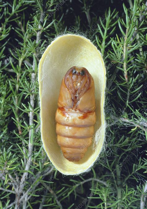 Cocoon of silkworm containing pupa - Stock Image - Z355/0454 - Science Photo Library