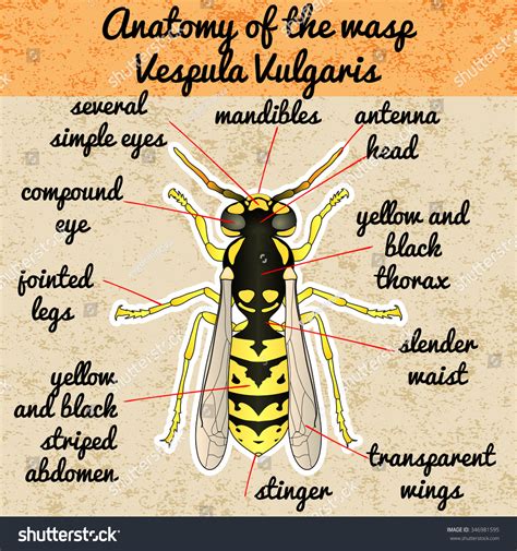 Insect Anatomywasp Vespula Vulgaris Sketch Wasp Stock Vector 346981595 - Shutterstock