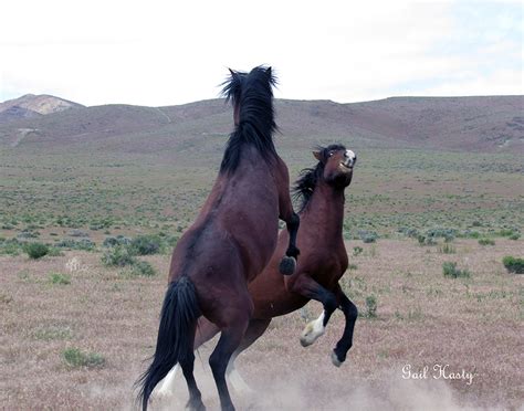 Wild Horses | Stampede Photography