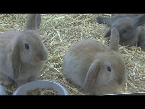 How To Take Care Of A Mini Lop Rabbit - YouTube