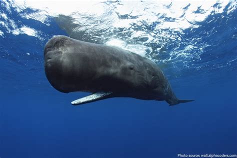 Interesting facts about sperm whales | Just Fun Facts