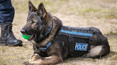 SA Police dog Ruger retires after six-year career | The Advertiser