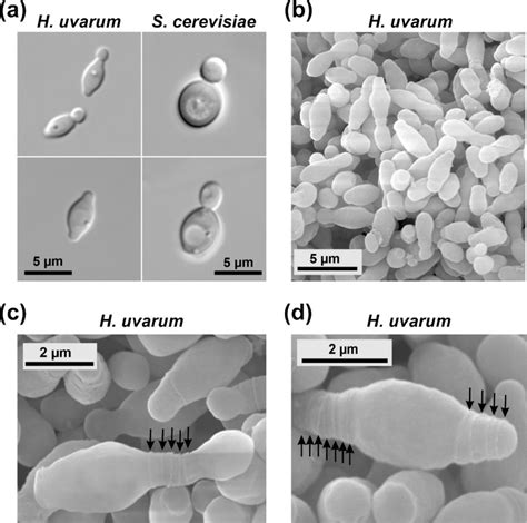 Images of budding yeast cells. (a) Differential interference contrast... | Download Scientific ...