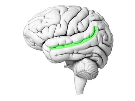 The superior temporal sulcus — Brain & language