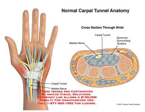 Normal Carpal Tunnel Anatomy