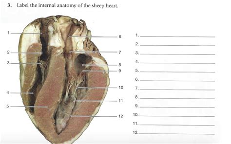 Sheep Heart Anatomy - Anatomical Charts & Posters