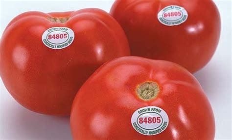 Flavr Savr GMO: Flavr Savr tomatoes