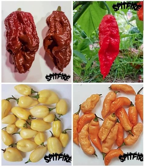 Ghost pepper seeds pack🌶️🌶️🌶️👻 A pack with all 4 variants of Ghost Pepper seeds (10 seeds of ...