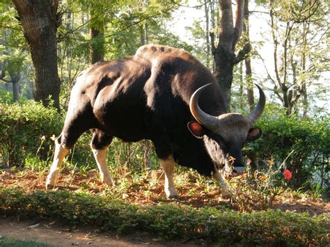 A gaur in my garden | Current Conservation