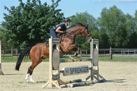 Ready for showjumping? Those jumping exercises are great for your horse!