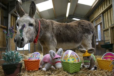 Chocolate-coloured donkeys at Easter | Donkey adoption, Easter donkey, Donkey