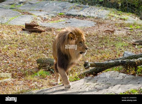 Lion Exhibit, The Bronx Zoo, Wildlife Conservation Society, Bronx Park, Bronx, NYC Stock Photo ...