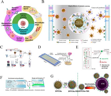 Circulating tumor cell isolation for cancer diagnosis and prognosis - eBioMedicine