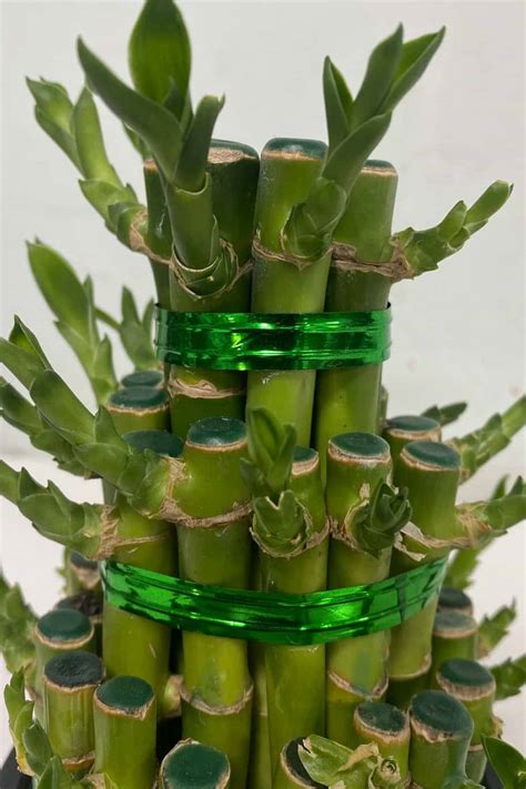 Lucky Bamboo | Feng Shui Indoor Plant | Plantshop.me